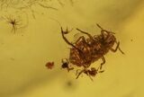 Detailed Fossil Aphid, Ant, and Fly in Baltic Amber #234511-3